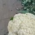 [热销]花菜松花菜有机花菜有机花菜花欢迎来电