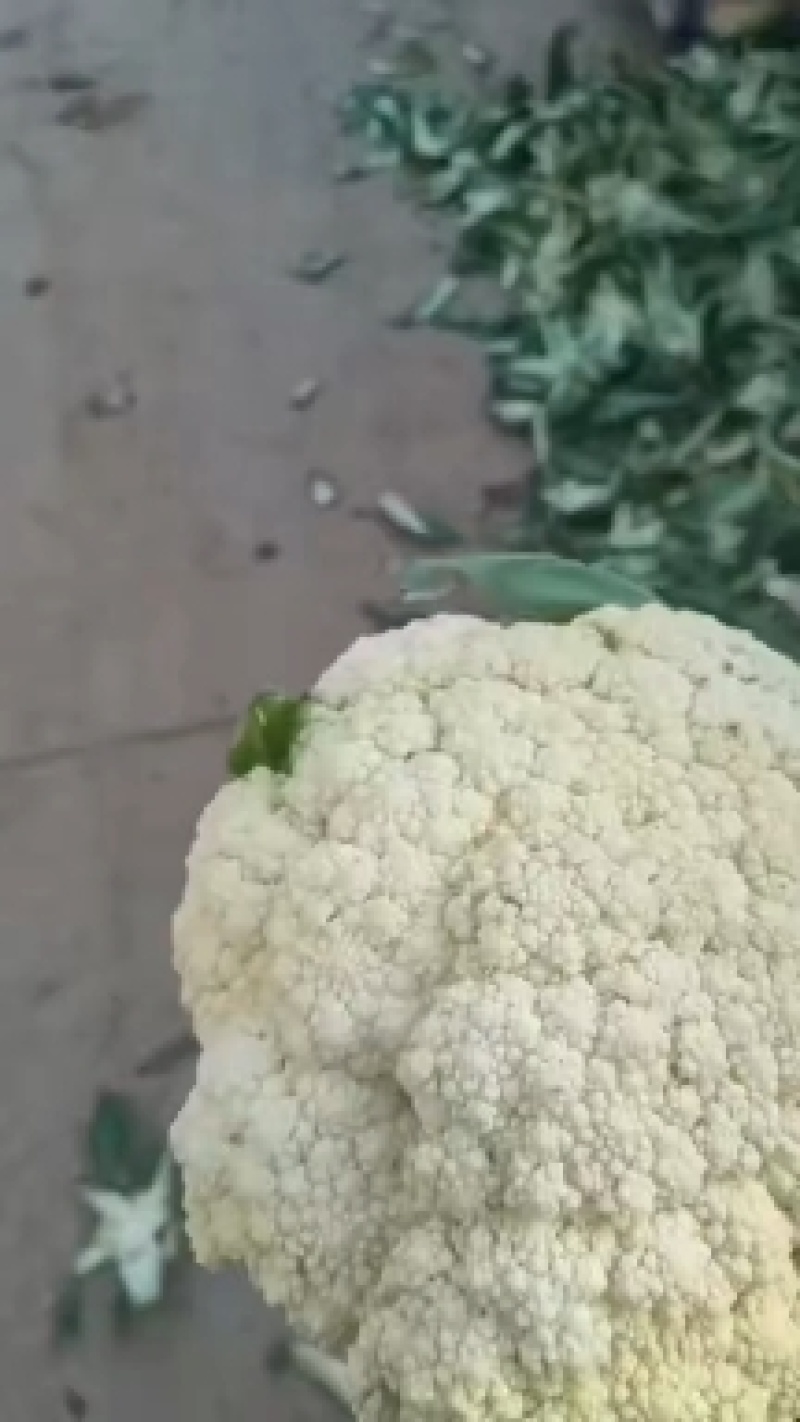 [热销]花菜松花菜有机花菜有机花菜花欢迎来电