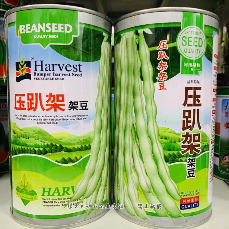 压趴架架豆种子九粒白架豆早熟二季豆菜豆种子春秋大田基地