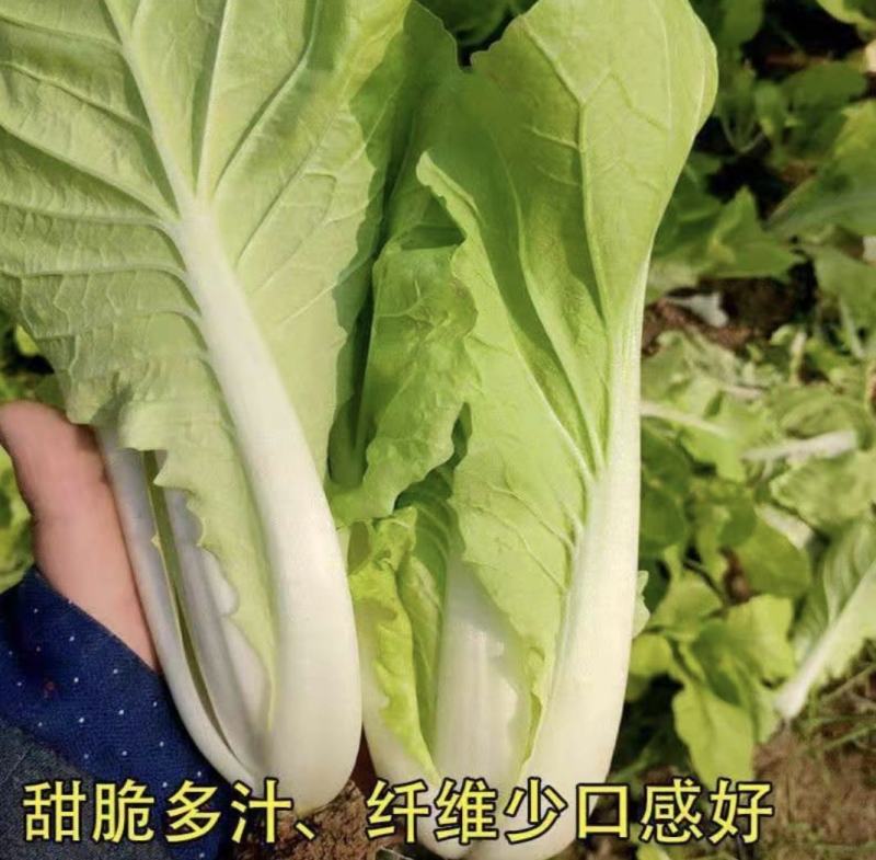 精品小白菜卖相好口感好价格公道服务周到对接全国商超
