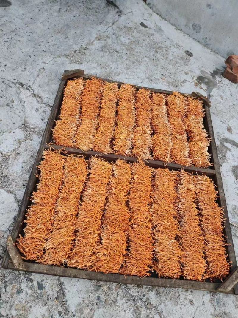 【金虫草】内蒙虫草花产地货源，大孢子头虫草花金虫草