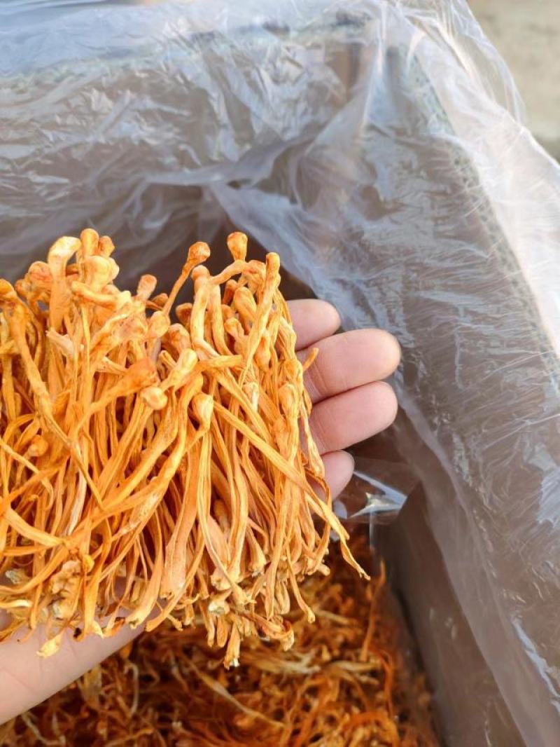 【金虫草】内蒙虫草花产地货源，大孢子头虫草花金虫草