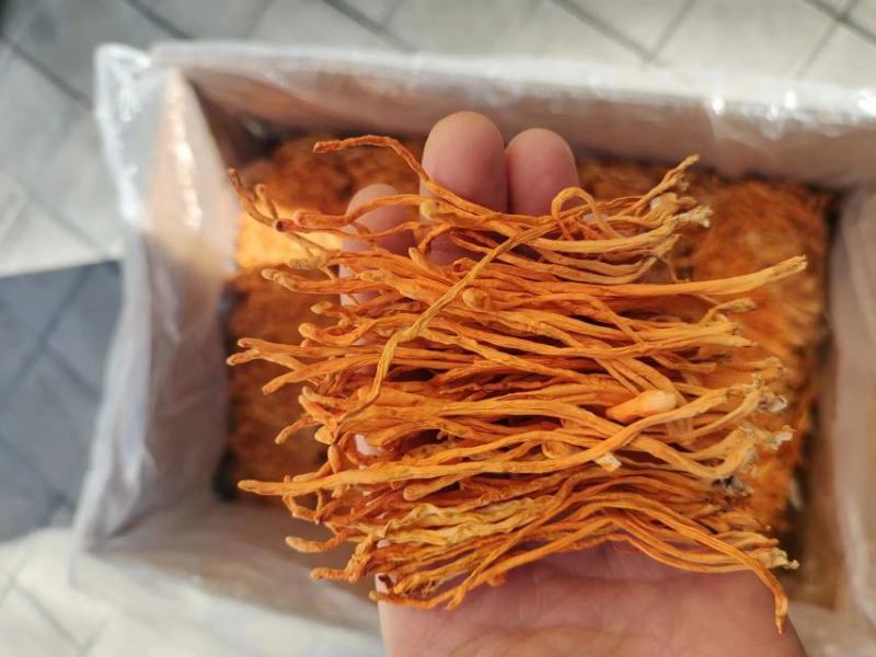 【金虫草】内蒙虫草花产地货源，大孢子头虫草花金虫草