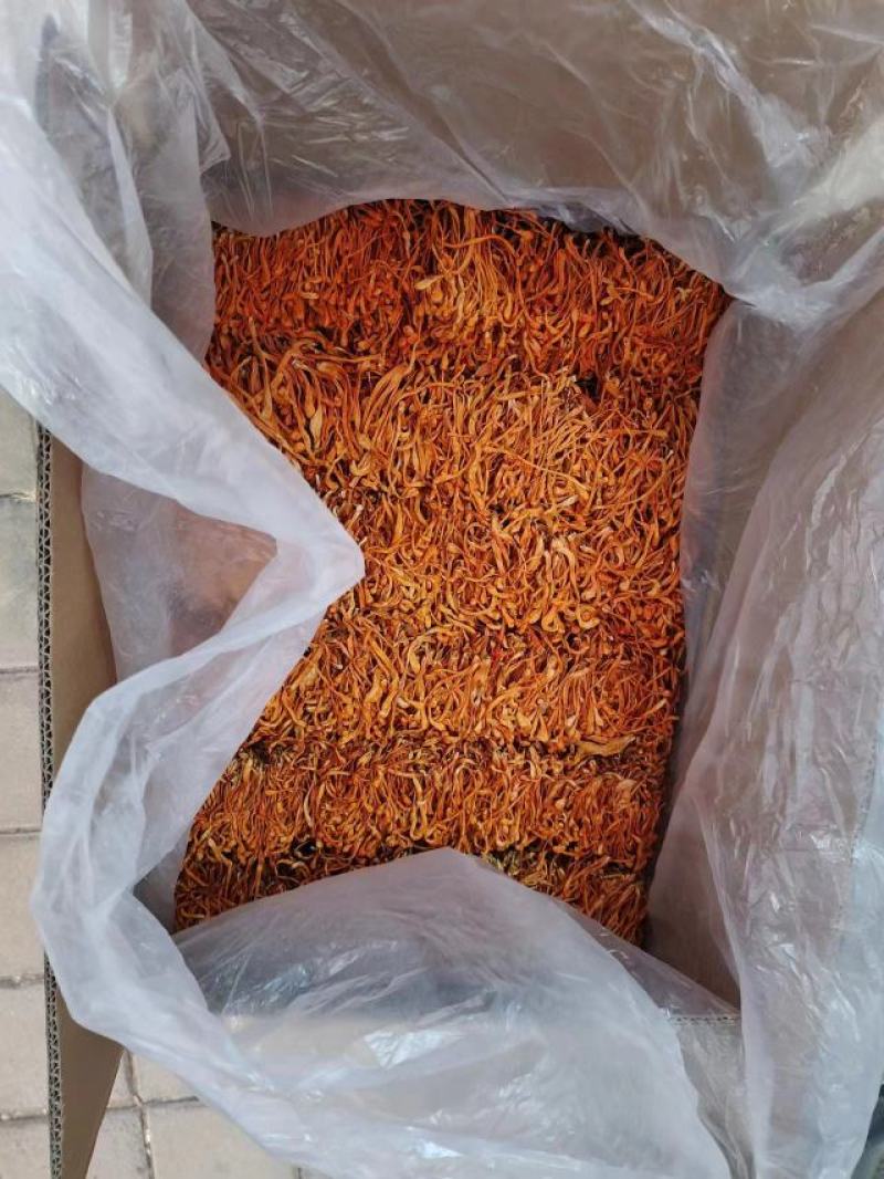 【金虫草】内蒙虫草花产地货源，大孢子头虫草花金虫草