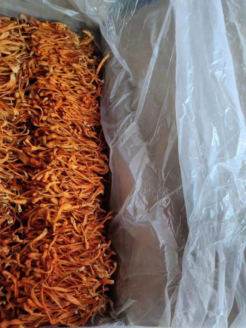 【金虫草】内蒙虫草花产地货源，大孢子头虫草花金虫草