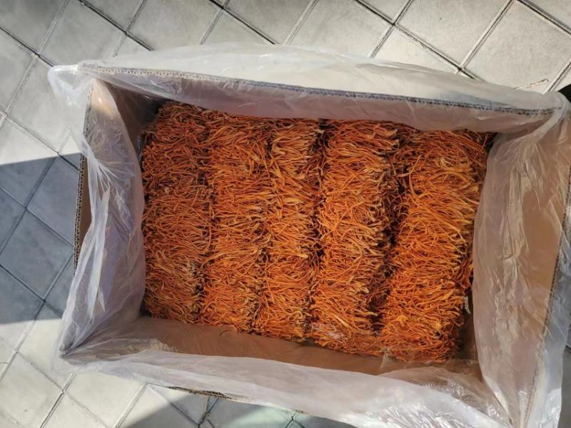 【金虫草】内蒙虫草花产地货源，大孢子头虫草花金虫草