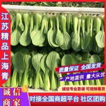 精品油菜上海青大量供应产地直供商超品质量大从优