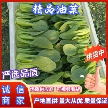 江苏南通精品小青菜油菜全国发货，质量保证电商社区团购