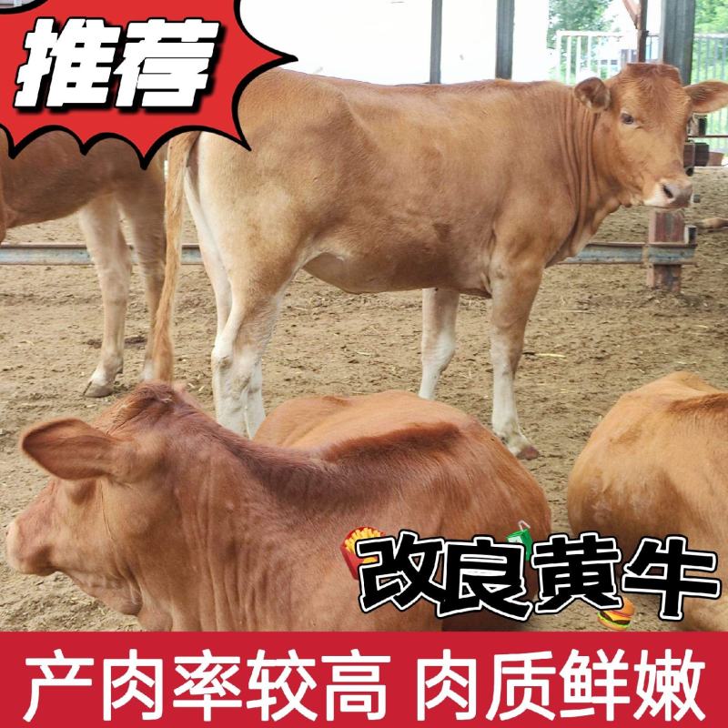 改良黄牛产肉率高肉质鲜嫩厂家直供品种齐全欢迎选购