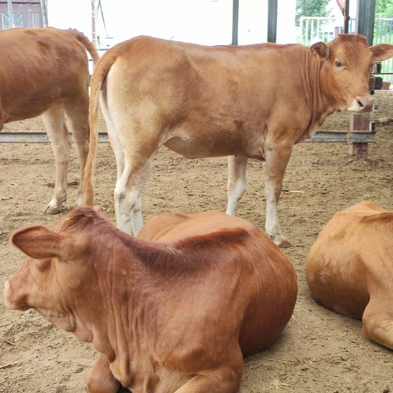 改良黄牛产肉率高肉质鲜嫩厂家直供品种齐全欢迎选购