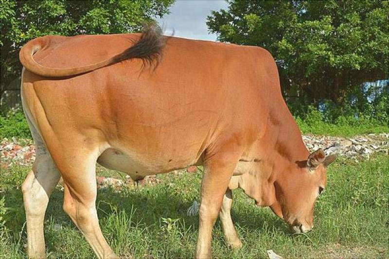 改良黄牛产肉率高肉质鲜嫩厂家直供品种齐全欢迎选购
