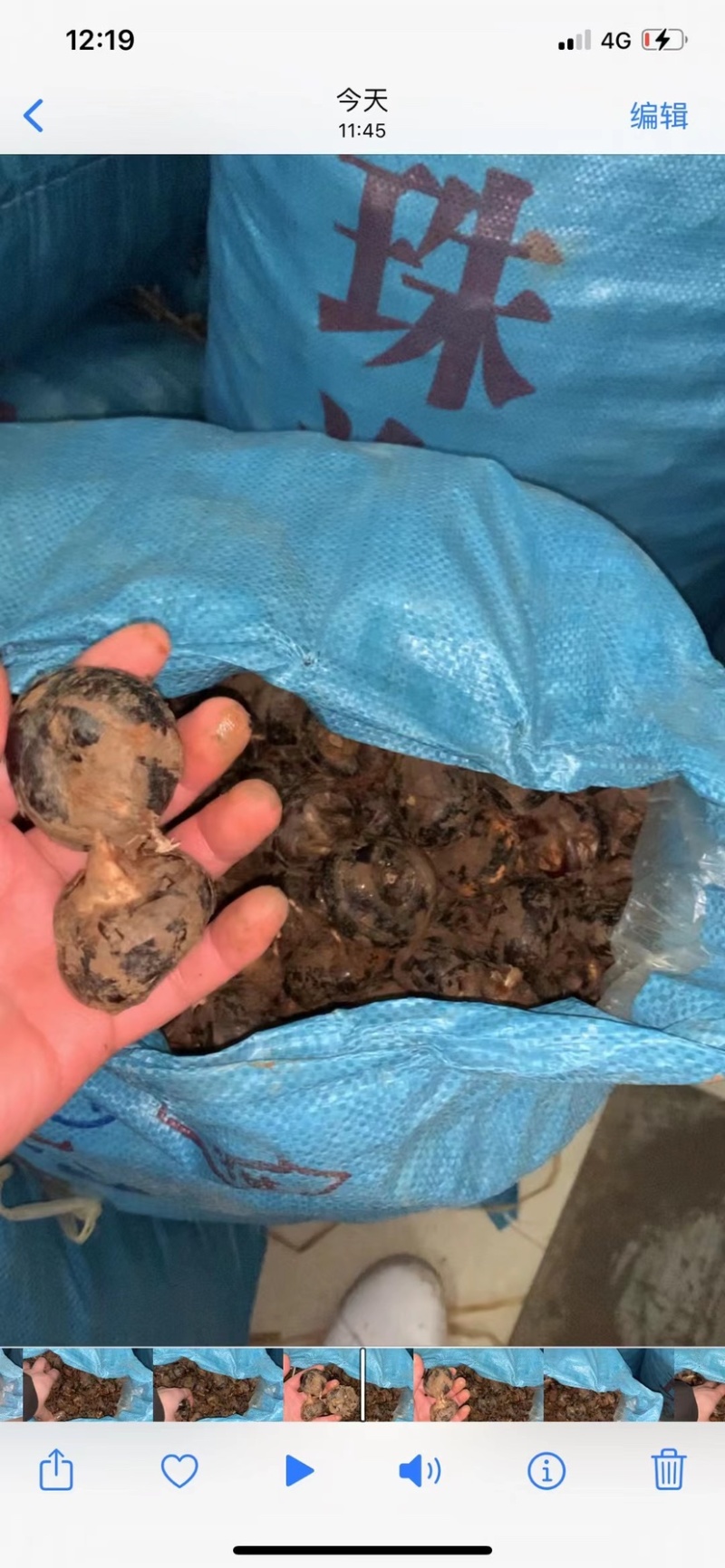 广西马蹄（孛荠）一手货源甜润可口清爽多汁现货直发