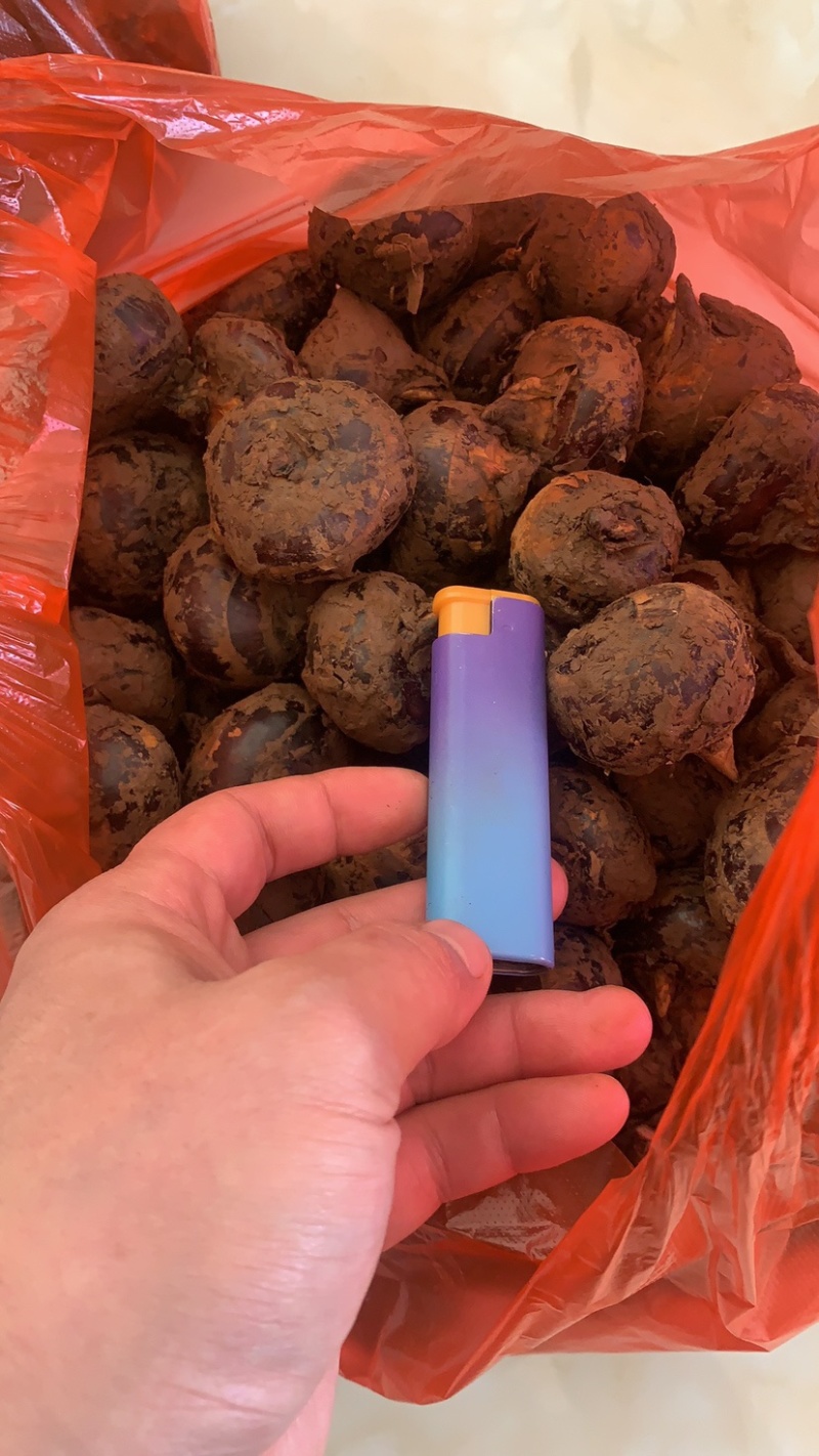 广西马蹄（孛荠）一手货源甜润可口清爽多汁现货直发
