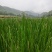 广西马蹄（孛荠）一手货源甜润可口清爽多汁现货直发