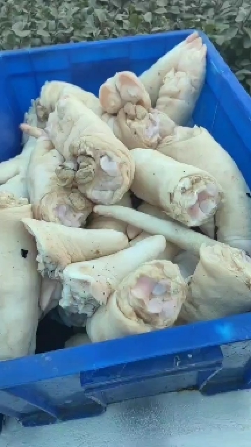 猪爪，猪头，大肠，小肠，猪肚，猪干批发量大从优