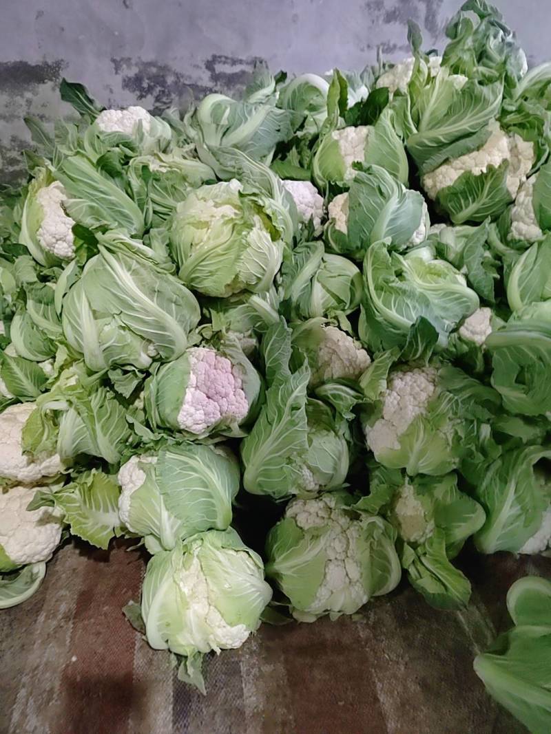 精品菜花大量上市，产地直销，新鲜采摘，欢迎各地客商联系