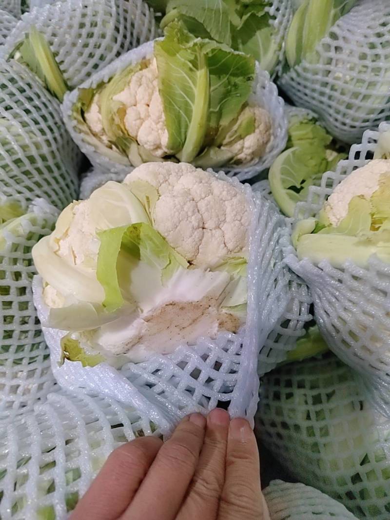 精品菜花大量上市，产地直销，新鲜采摘，欢迎各地客商联系