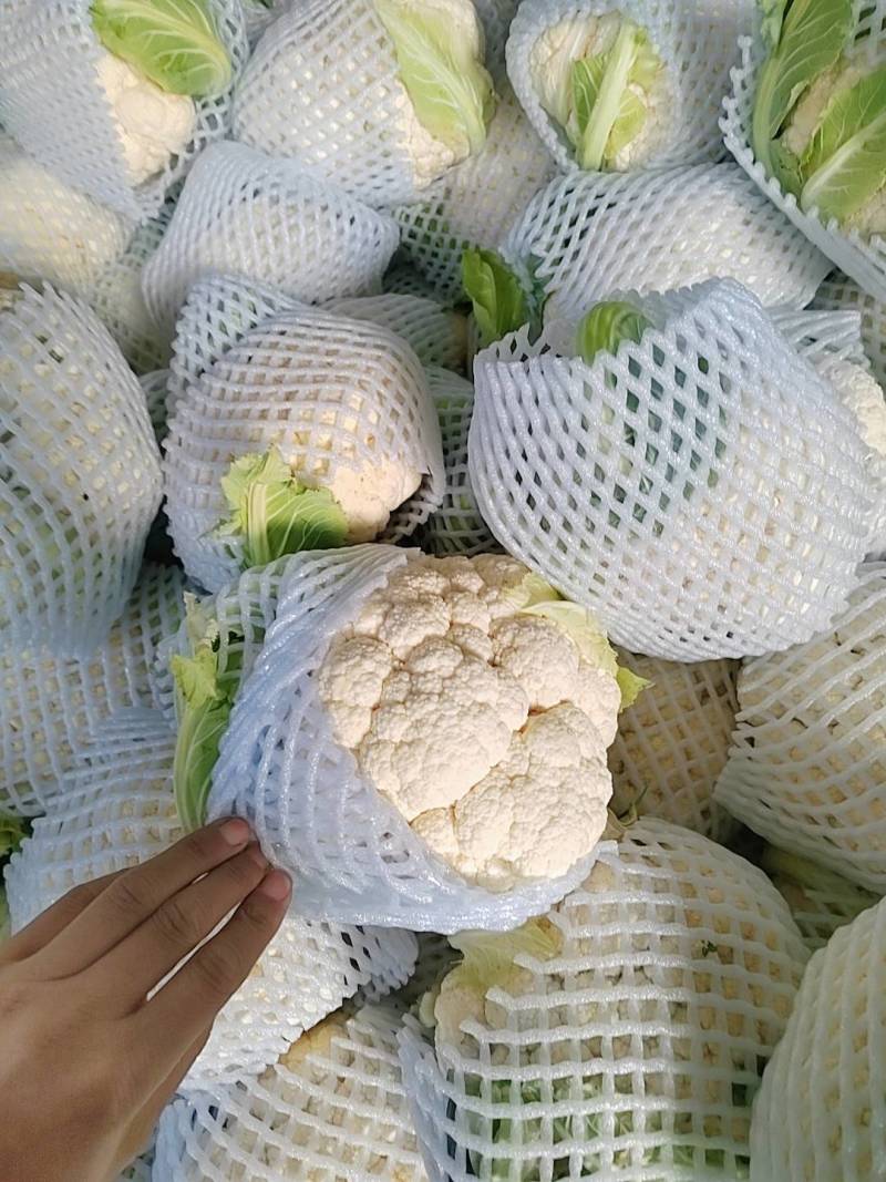 精品菜花大量上市，产地直销，新鲜采摘，欢迎各地客商联系