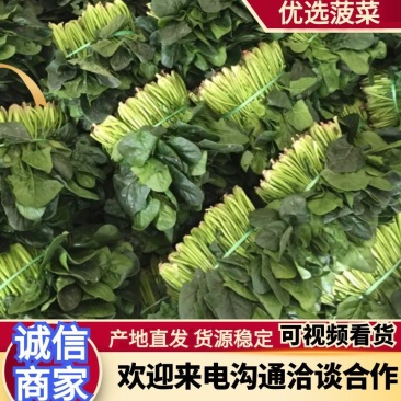 菠菜黑菠菜黄菠菜品种齐全量大从优