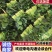 菠菜黑菠菜黄菠菜品种齐全量大从优