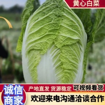 大白菜(黄心大白菜）基地直供无开花起苔量大从优