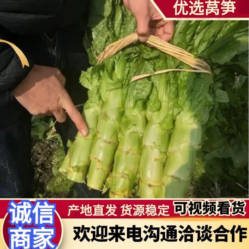 莴苣莴笋黑牛皮竹桶青三青二青红尖圆叶货