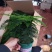 加仑盆文竹云竹室内盆栽花卉绿植盆景