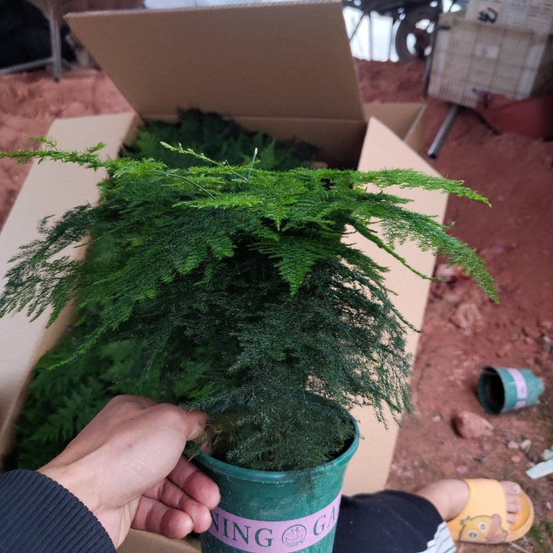 加仑盆文竹云竹室内盆栽花卉绿植盆景