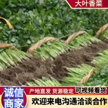 大叶香菜25~30厘米可视频欢迎