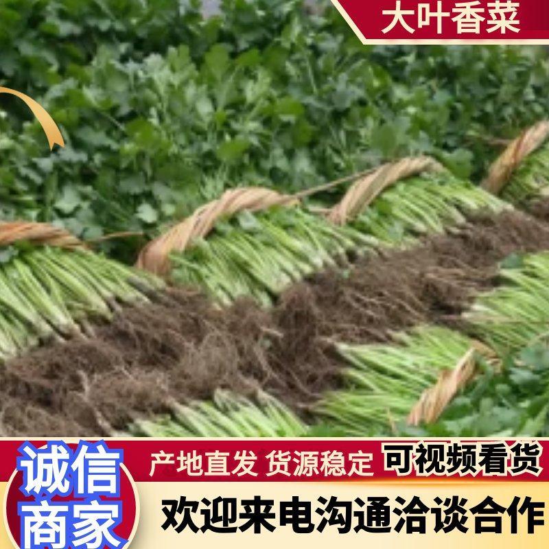 大叶香菜25~30厘米可视频看货欢迎联系