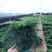 加仑盆文竹云竹室内盆栽花卉绿植盆景