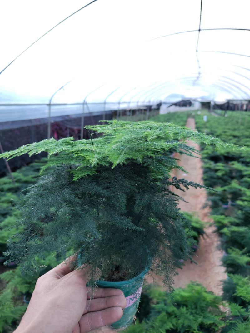 加仑盆文竹云竹室内盆栽花卉绿植盆景