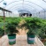 加仑盆文竹云竹室内盆栽花卉绿植盆景