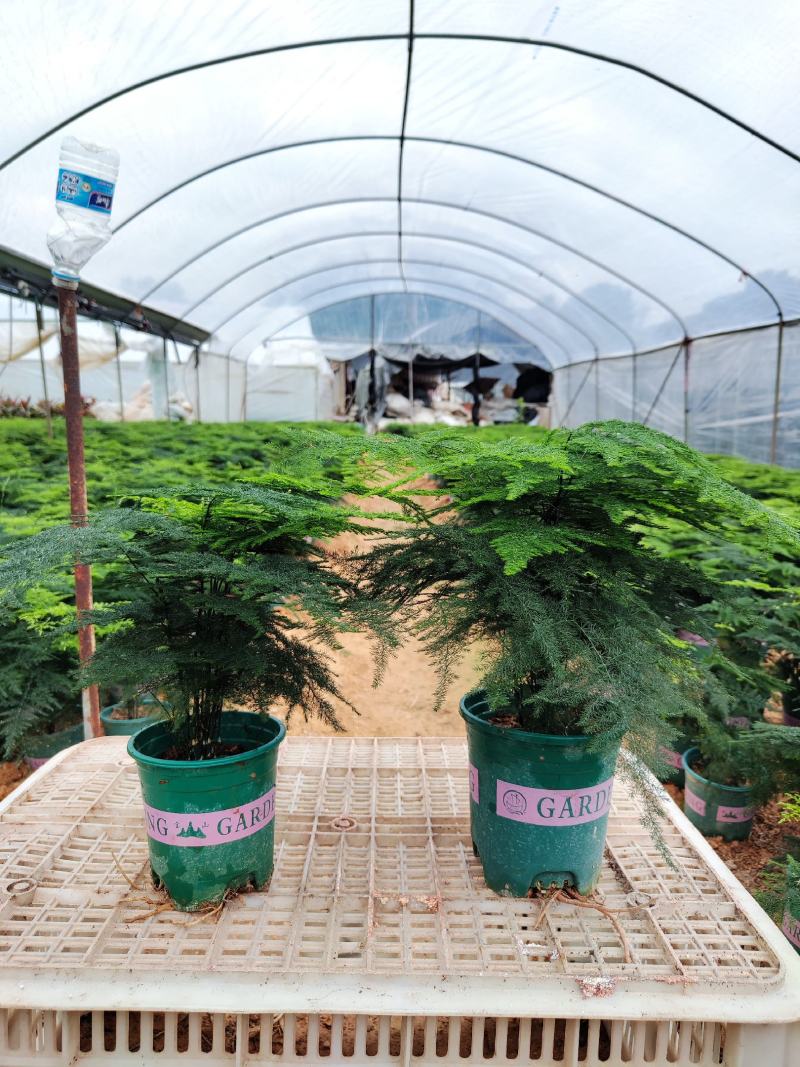 加仑盆文竹云竹室内盆栽花卉绿植盆景