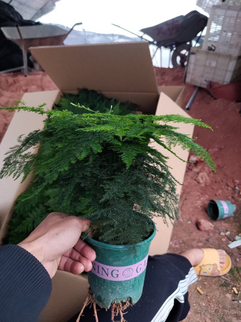 加仑盆文竹云竹室内盆栽花卉绿植盆景