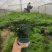 加仑盆文竹云竹室内盆栽花卉绿植盆景