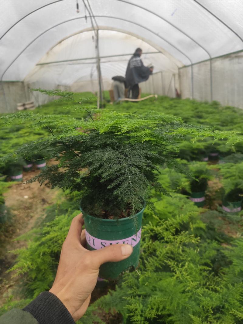 加仑盆文竹云竹室内盆栽花卉绿植盆景