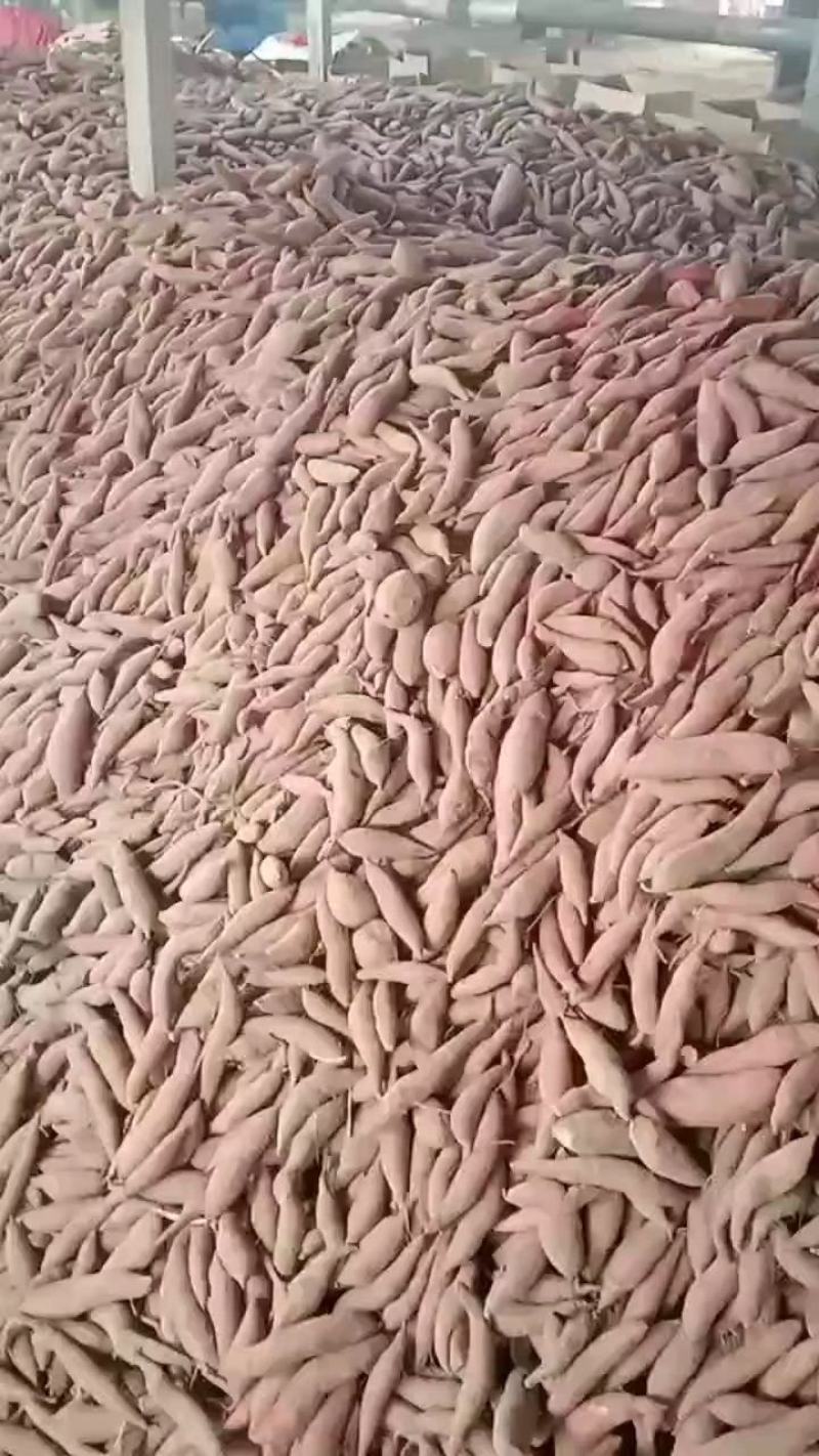 河南产地一手货源，沙地红薯，价格优惠