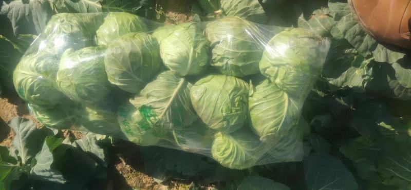 大量供应湖北优质甘蓝，旺旺，史特丹