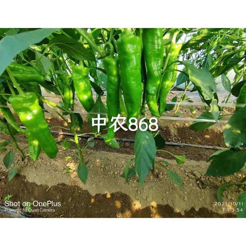中农858粗牛角型辣椒种子早熟微辣耐低温高抗病辣椒种孑