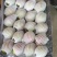 【红香酥梨】陕西蒲城新鲜采摘视频看货/线上供应全国代发…