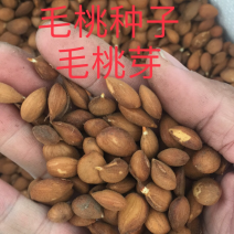 沙藏好的毛桃种子毛桃核毛桃芽毛桃胡毛桃树种子