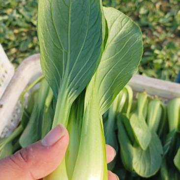 产地精品小青菜
