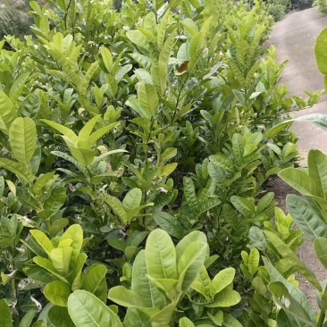 佛手苗，佛手种植基地，佛手培育基地，包技术，包回收，