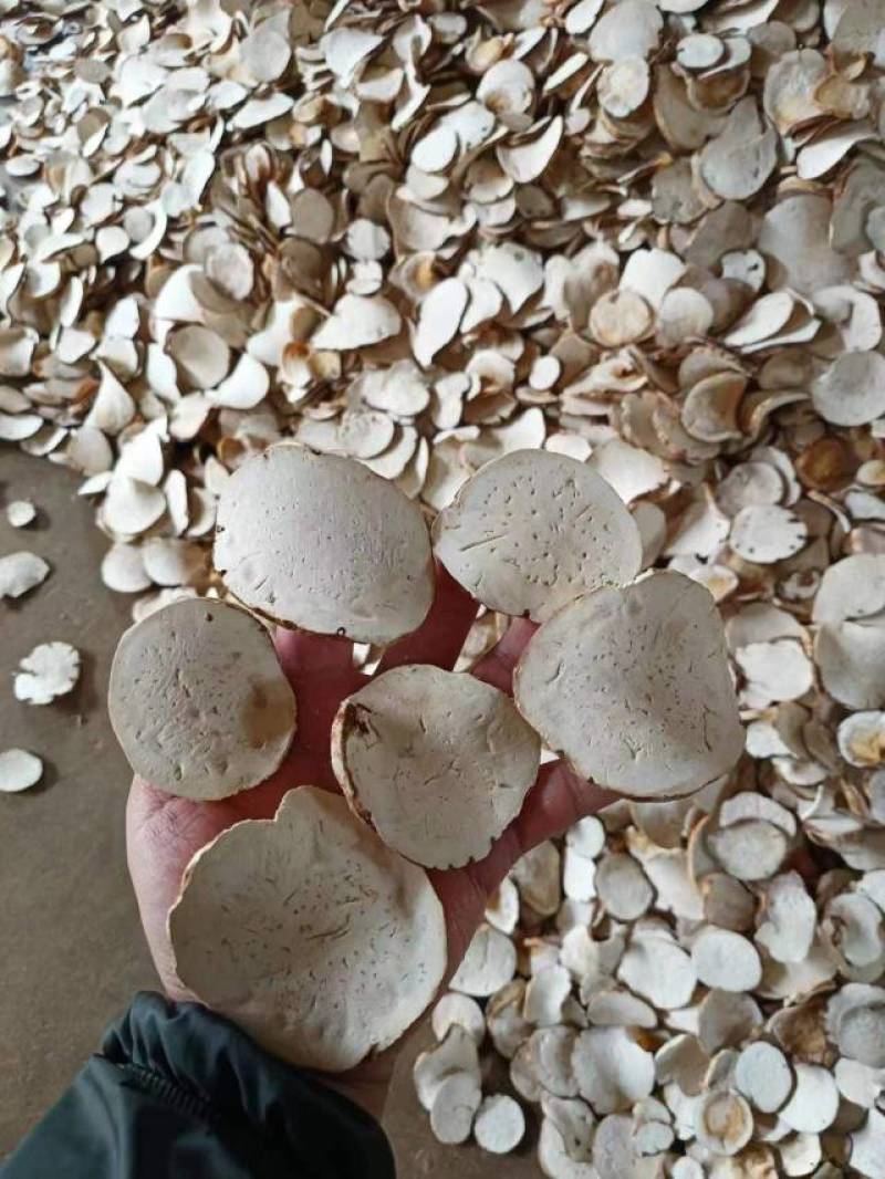 重楼切片威宁仿野生原生种植新型农业中药材