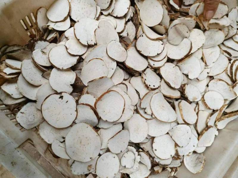 重楼切片威宁仿野生原生种植新型农业中药材