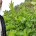 佛手苗，佛手种植基地，佛手培育基地，包技术，包回收，