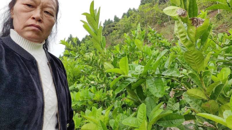佛手苗，佛手种植基地，佛手培育基地，包技术，包回收，
