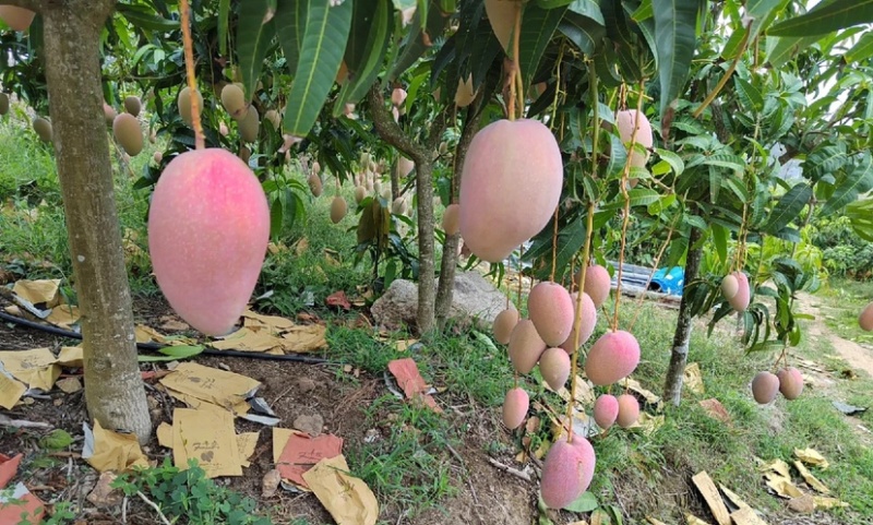 海南文玉芒果