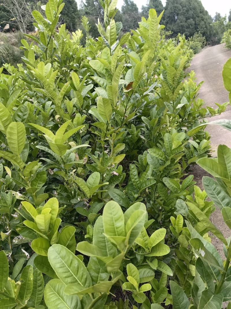 佛手苗，佛手种植基地，佛手培育基地，包技术，包回收，